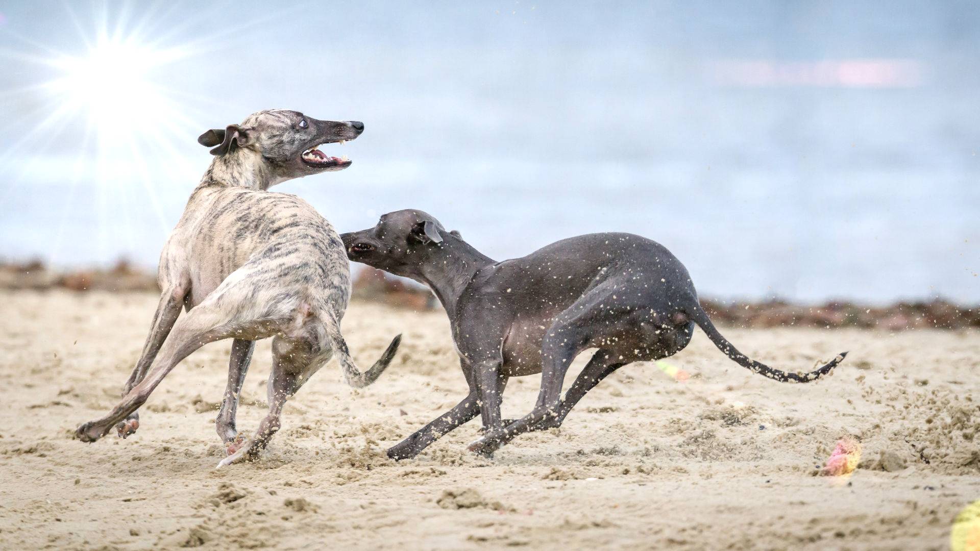 fangen chase hunde strand